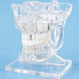 tooth model